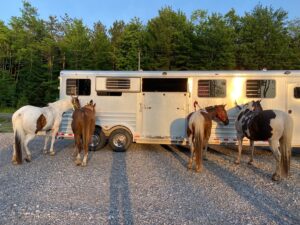 What Is a Horse and Stock Trailer? A Complete Guide for Buyers